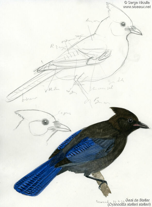 Steller's Jay, identification