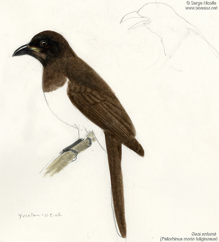 Brown Jay, identification