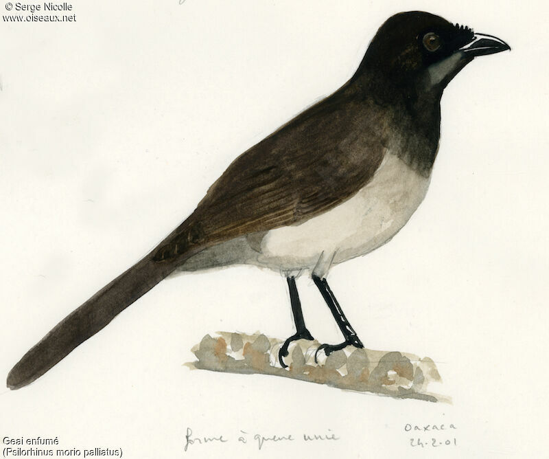 Brown Jay, identification