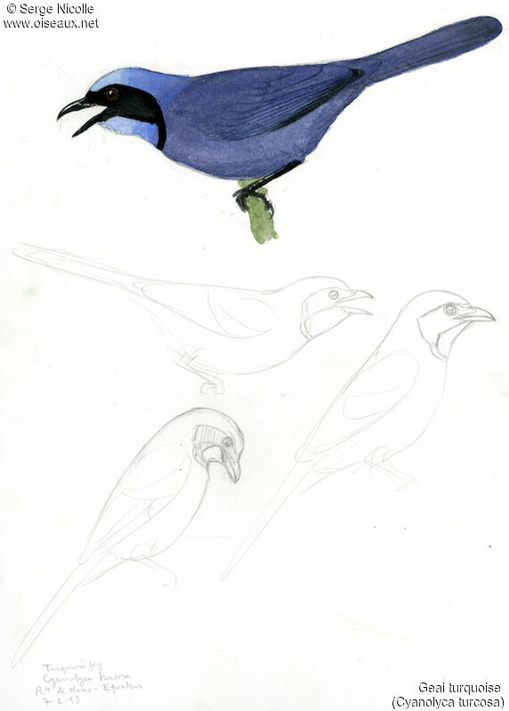Turquoise Jay, identification