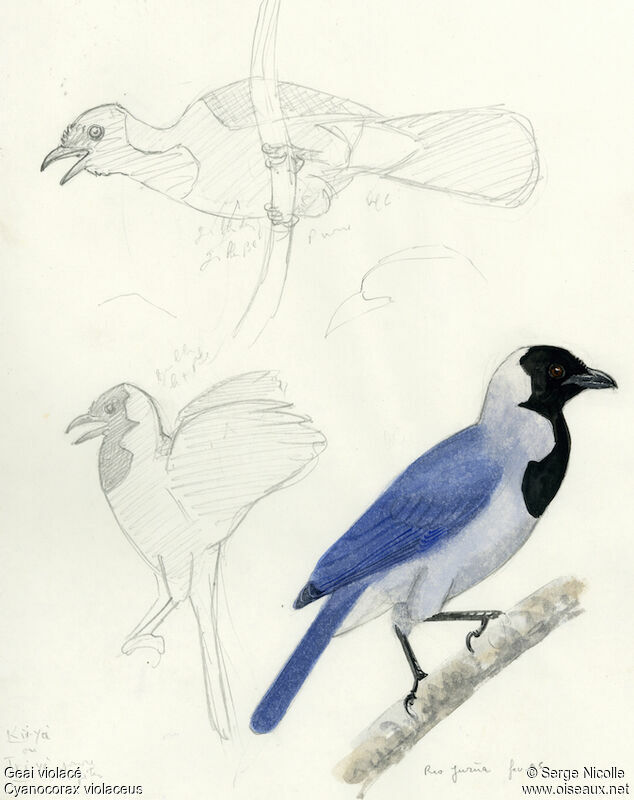 Violaceous Jay, identification