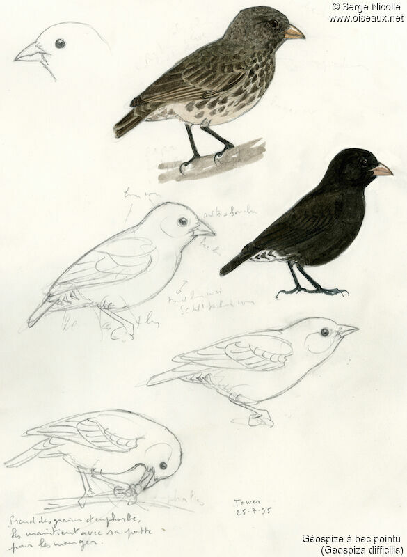 Sharp-beaked Ground Finch , identification