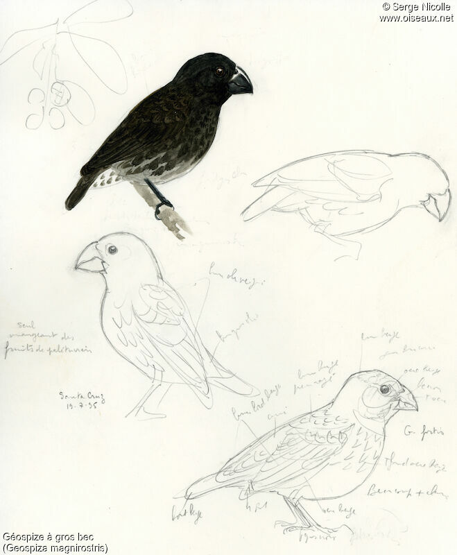 Large Ground Finch, identification