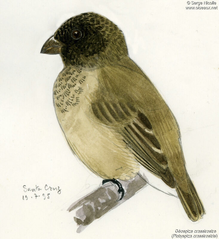 Vegetarian Finch, identification