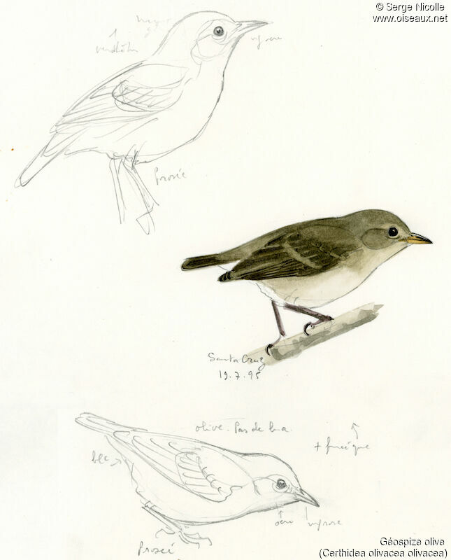 Green Warbler-Finch, identification