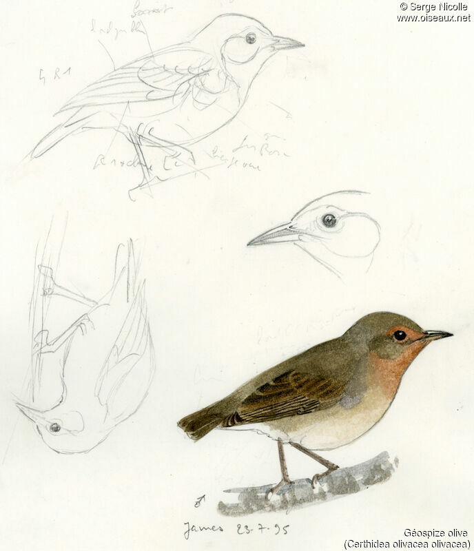 Green Warbler-Finch, identification