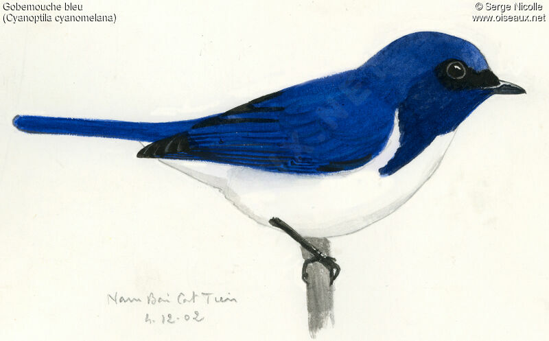 Blue-and-white Flycatcher, identification