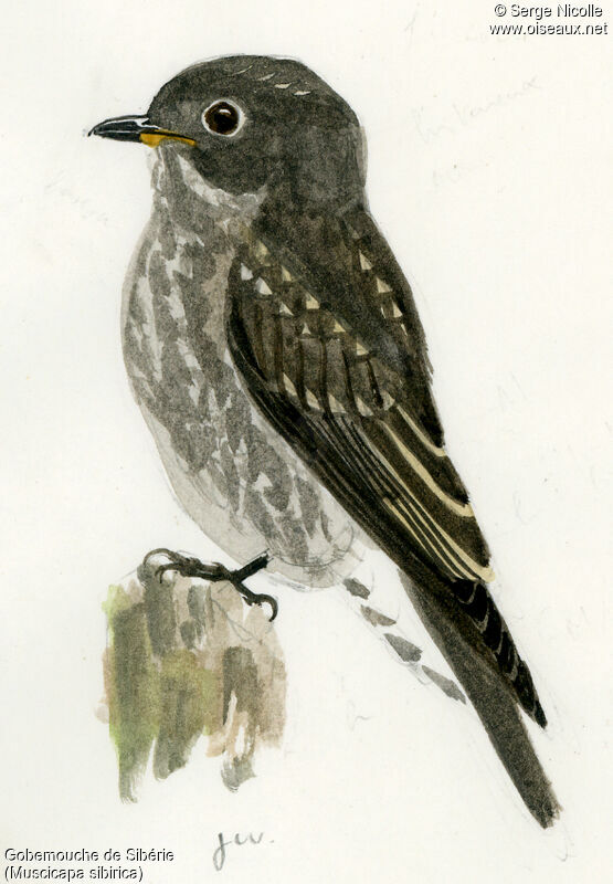 Dark-sided Flycatcherjuvenile, identification