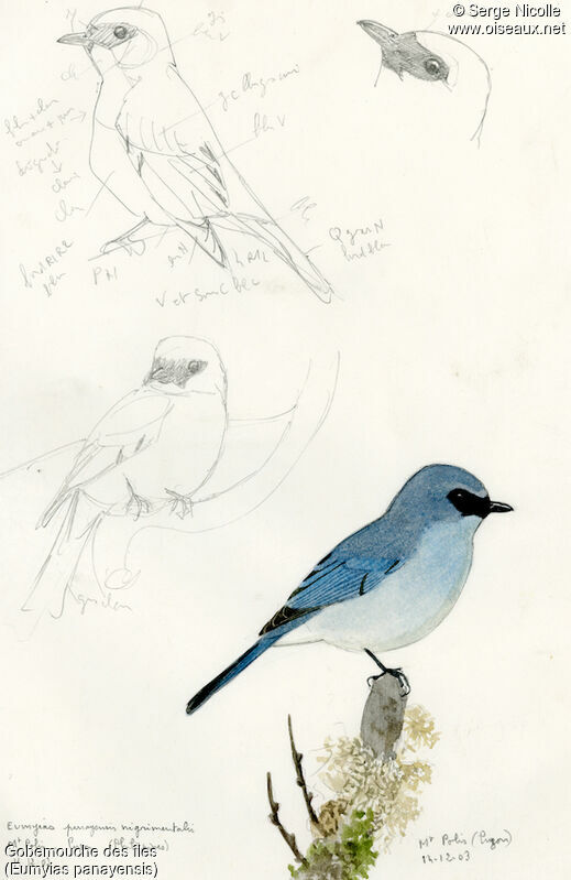 Turquoise Flycatcher, identification