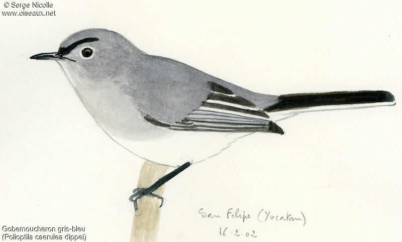 Blue-grey Gnatcatcher male, identification