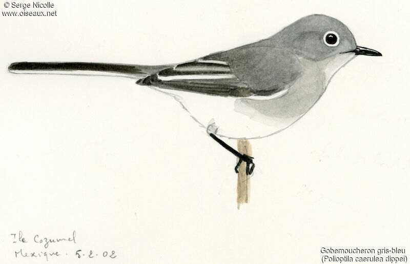 Gobemoucheron gris-bleu femelle, identification