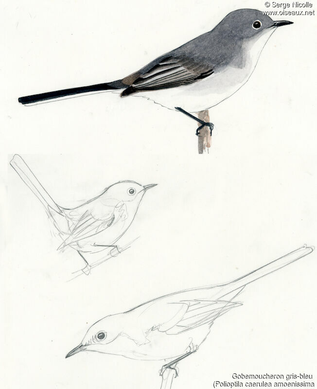 Blue-grey Gnatcatcher female, identification