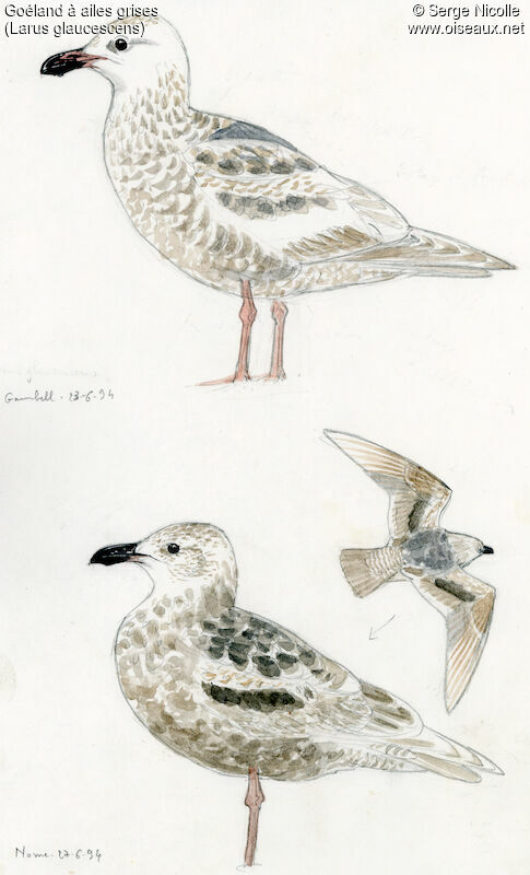 Glaucous-winged Gull, identification