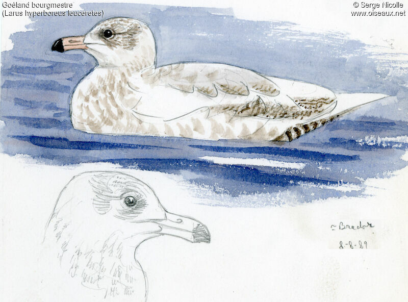 Glaucous Gull, identification