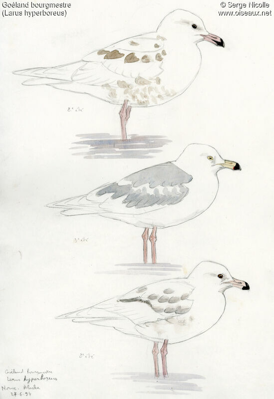 Glaucous Gull, identification