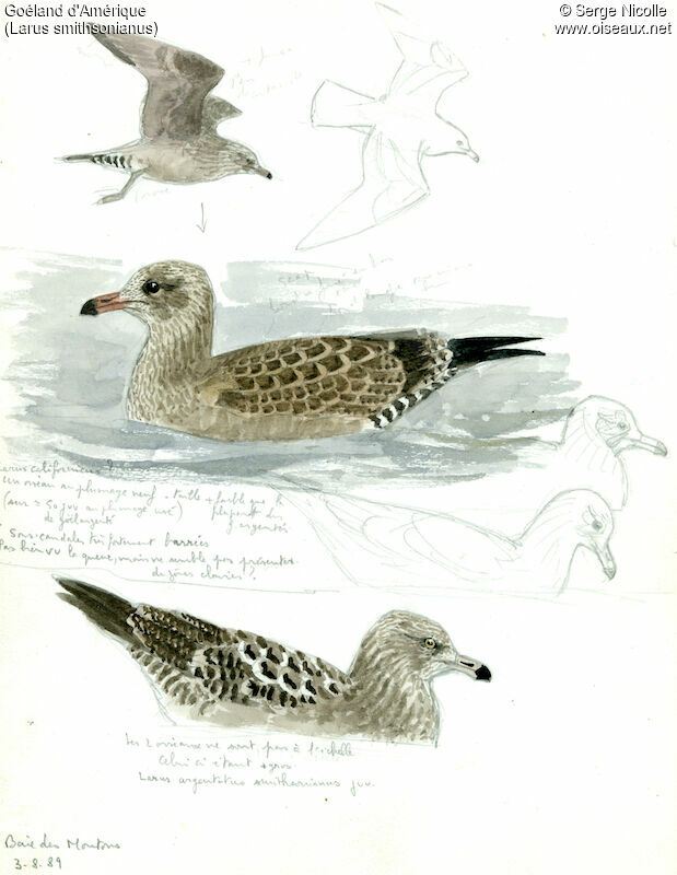 American Herring Gulljuvenile, identification
