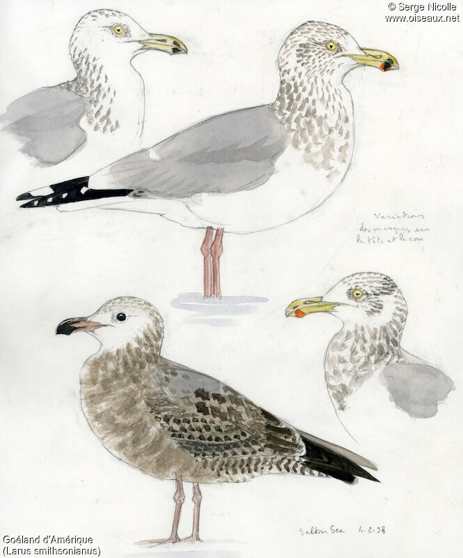 American Herring Gull, identification