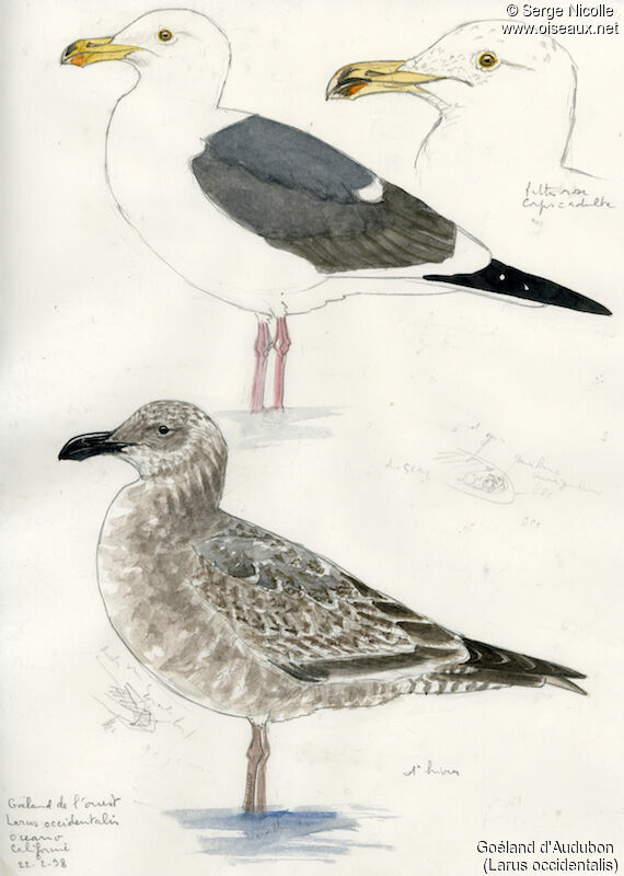 Goéland d'Audubonadulte, identification