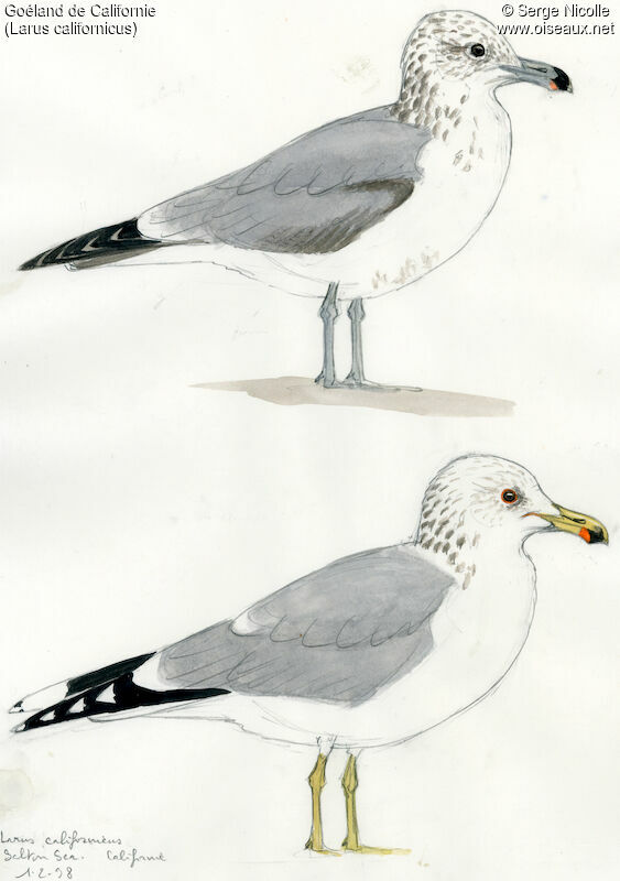 California Gull, identification