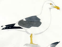 Yellow-footed Gull