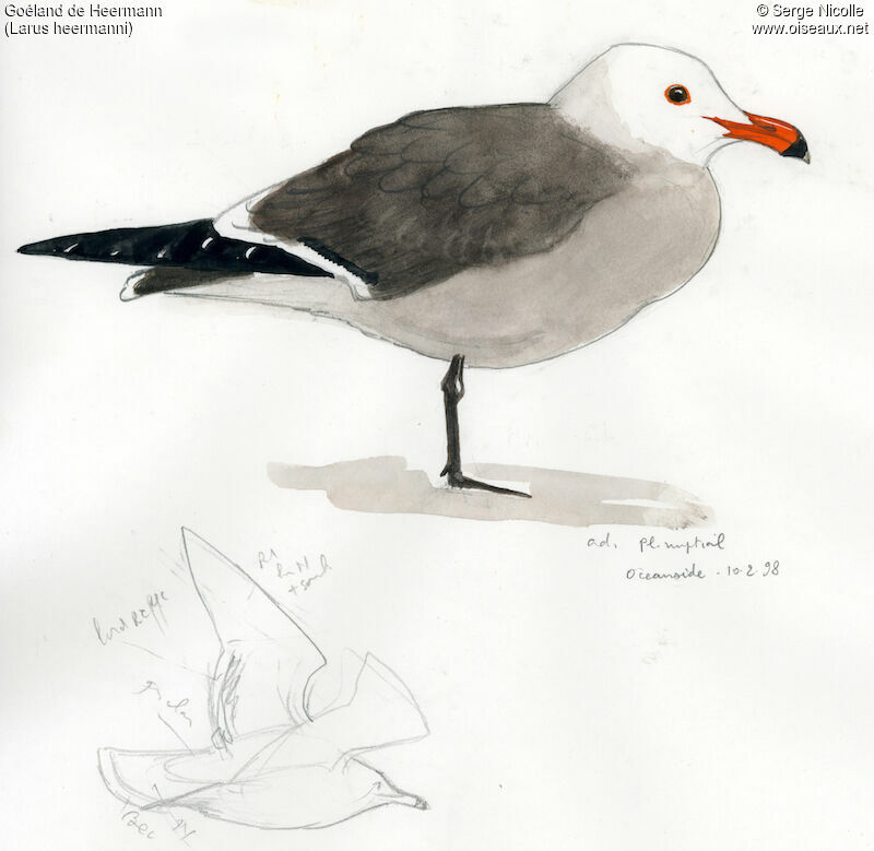 Heermann's Gull, identification