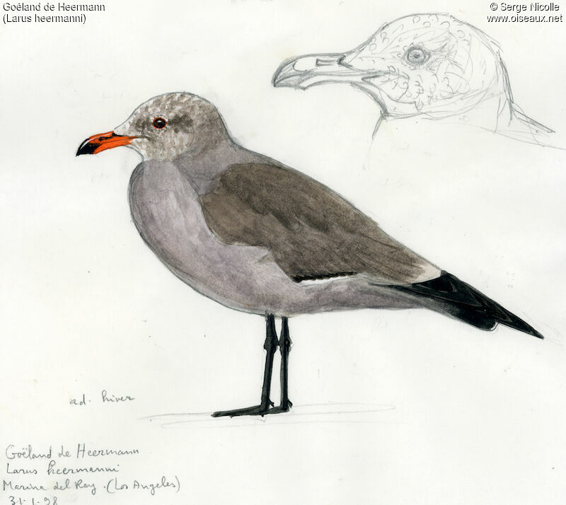 Heermann's Gulladult post breeding, identification