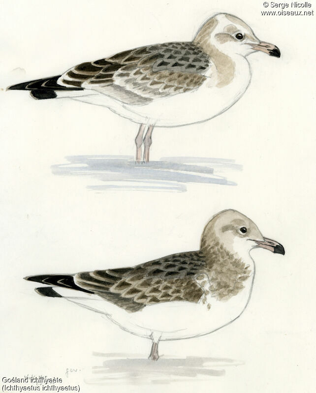 Goéland ichthyaètejuvénile, identification
