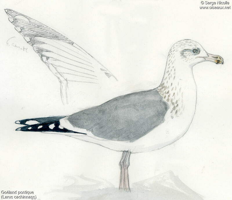 Caspian Gull, identification