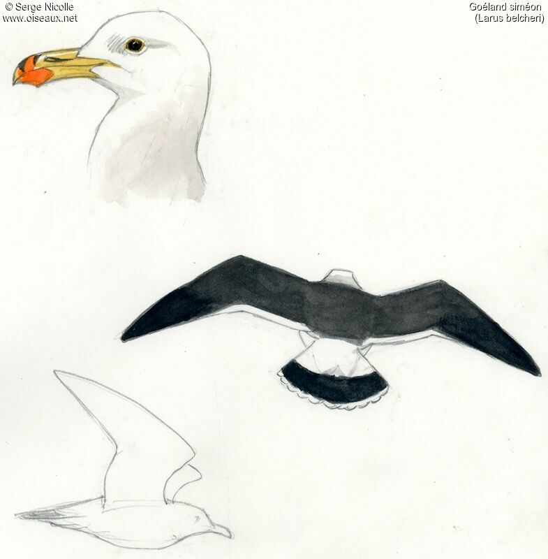 Belcher's Gull, identification