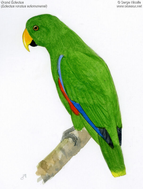 Moluccan Eclectus male, identification