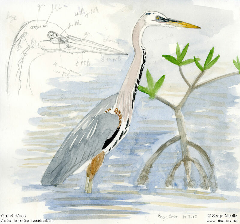 Great Blue Heron, identification