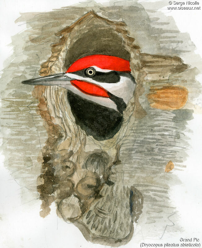 Pileated Woodpecker male adult, identification
