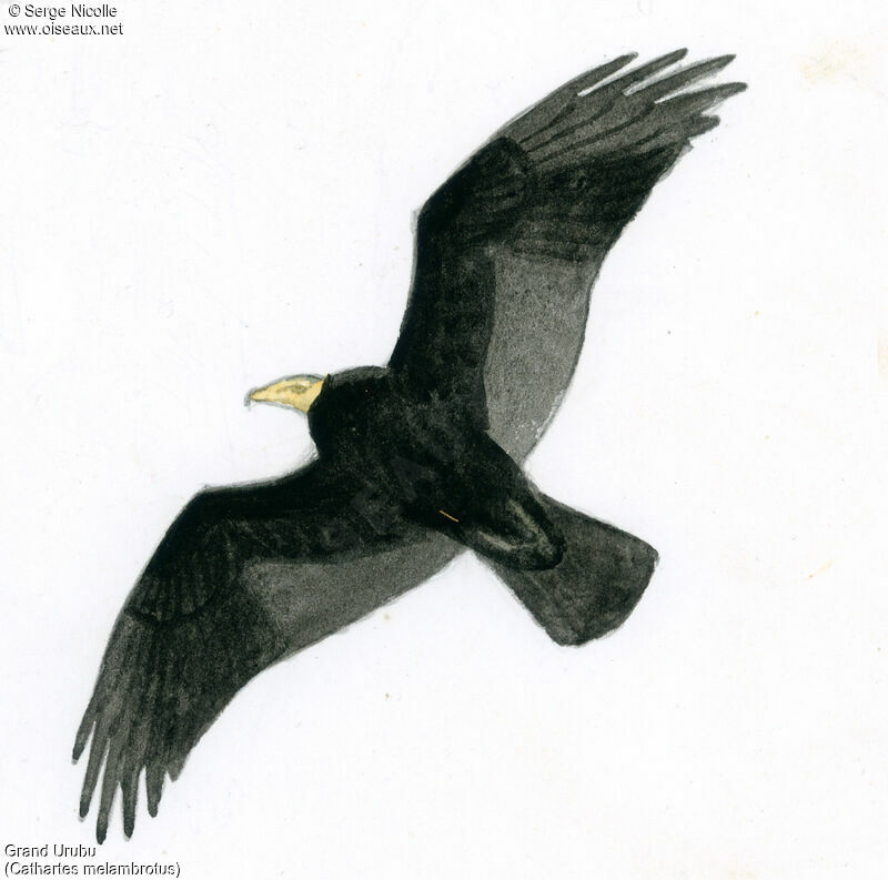 Greater Yellow-headed Vulture, identification