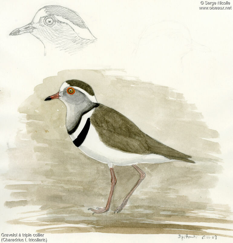 Three-banded Plover, identification