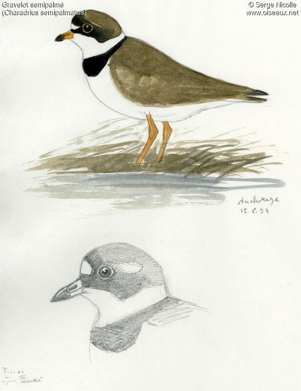 Semipalmated Plover, identification