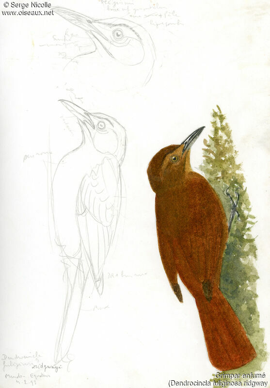 Plain-brown Woodcreeper, identification