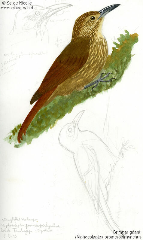 Strong-billed Woodcreeper, identification