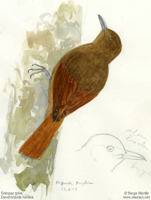 Plain-winged Woodcreeper, identification