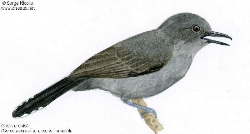 Grey Antbird, identification
