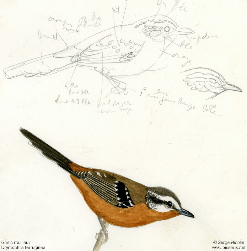 Ferruginous Antbird, identification