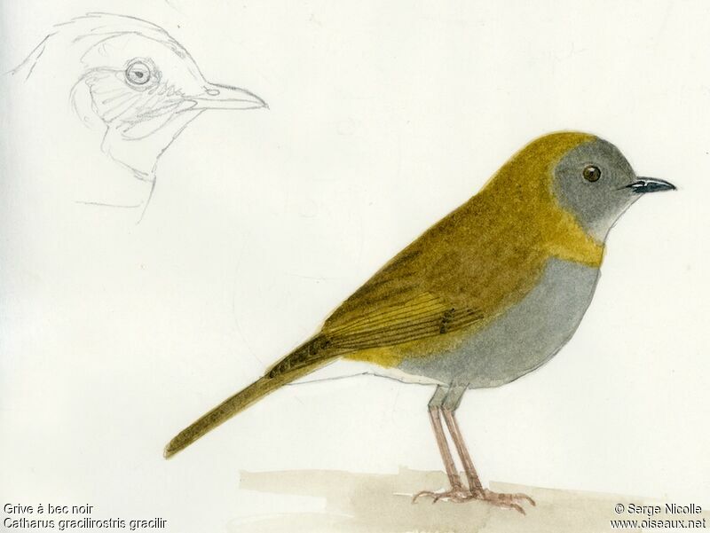 Black-billed Nightingale-Thrush, identification