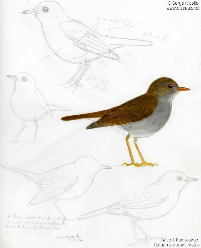 Orange-billed Nightingale-Thrush, identification