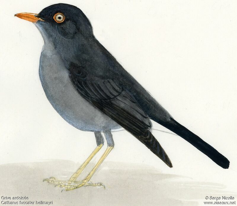 Slaty-backed Nightingale-Thrush, identification