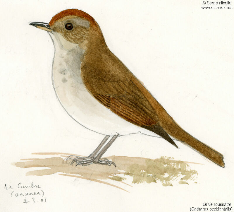 Russet Nightingale-Thrush, identification