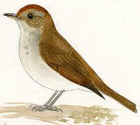 Russet Nightingale-Thrush