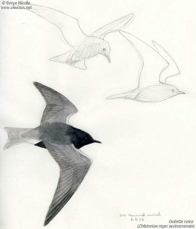 Black Tern, identification