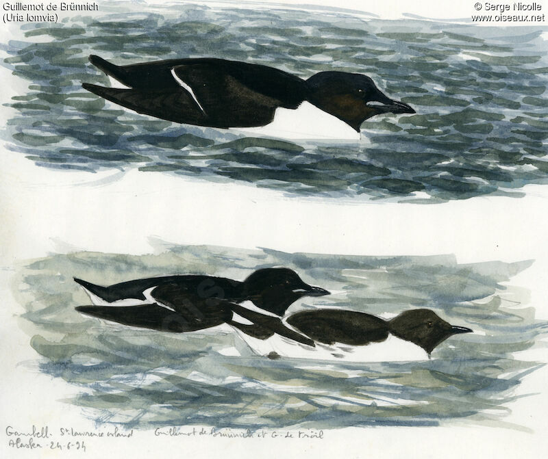 Thick-billed Murre, identification