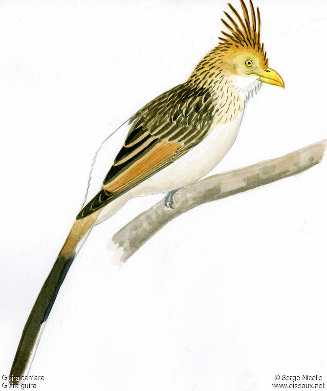 Guira Cuckoo, identification