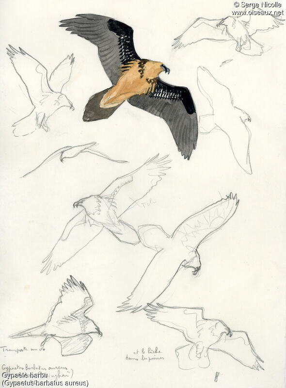 Bearded Vulture, identification