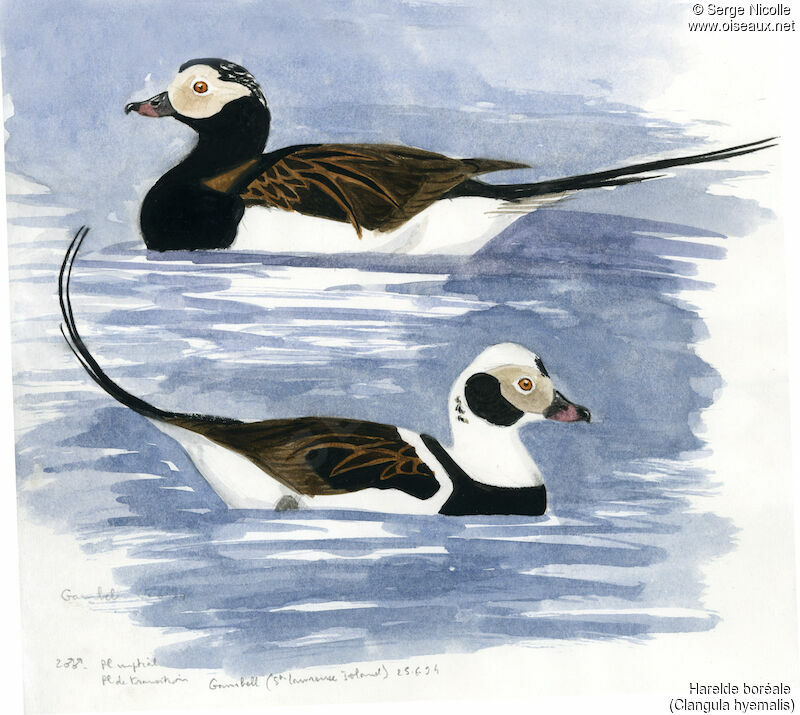 Long-tailed Duck male, identification